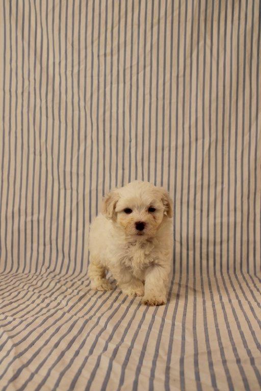puppy, for, sale, Maltipoo, Matthew B. Stoltzfus, dog, breeder, Gap, PA, dog-breeder, puppy-for-sale, forsale, nearby, find, puppyfind, locator, puppylocator, aca